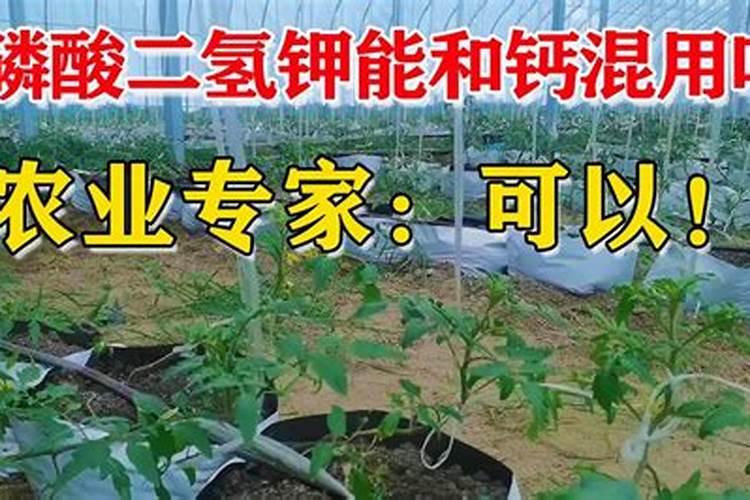过磷酸钙能和复合肥一起用吗 过磷酸钙和复合肥能在一起吗