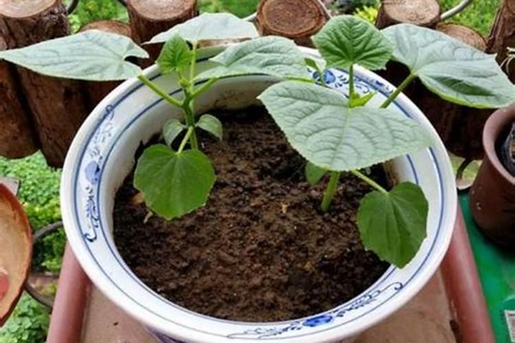 黄瓜怎么喷叶面肥好？几天一次,有没有这款肥料的施肥用量