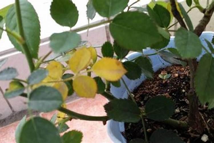 给月季和栀子花咋样施磷酸二氢钾肥