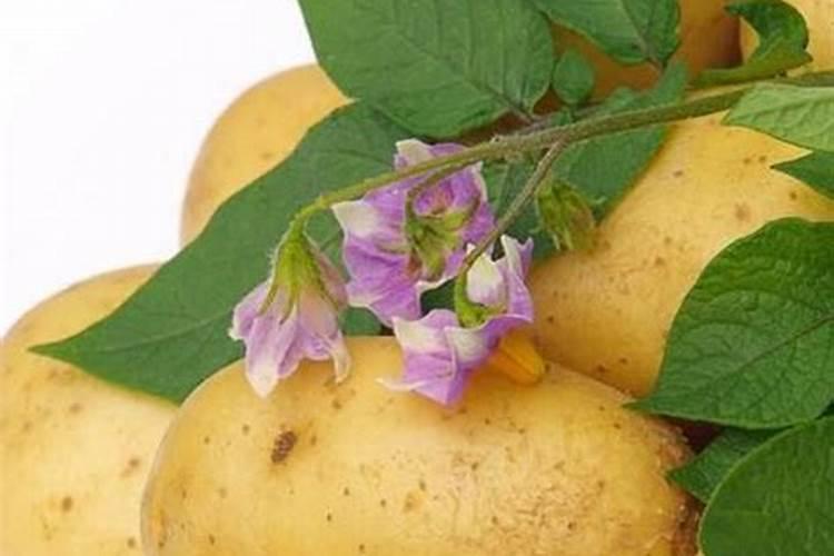 土豆开花后施什么肥料