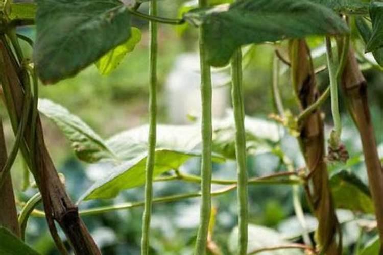 小麦种上多久打除草剂最好