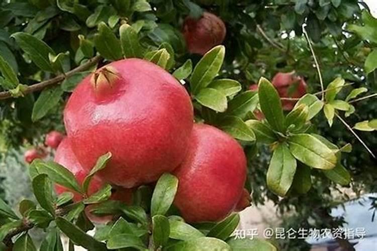 小麦孕穗期能浇水吗 小麦出苗后能浇水吗