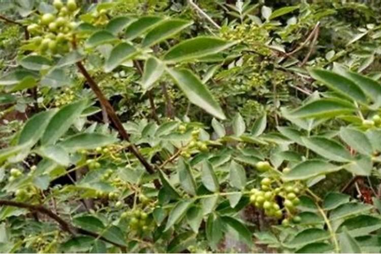 小麦出苗20天能打除草剂吗