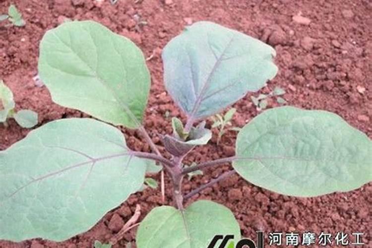 冬小麦出苗后,到底要不要浇水,浇几次合适？