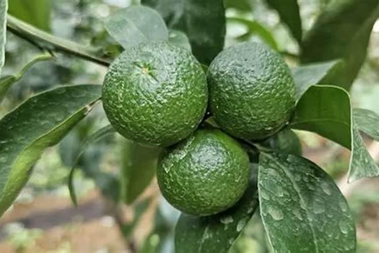 柑橘幼果期施什么肥料