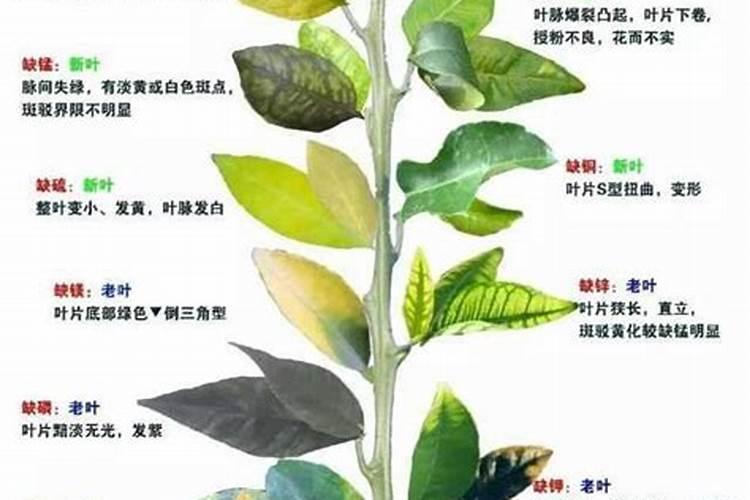 锌肥的使用方法