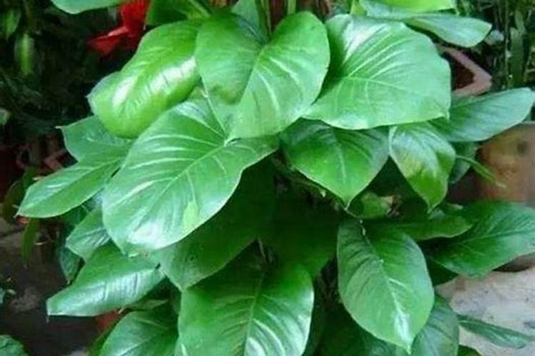 种植物需要哪些肥料
