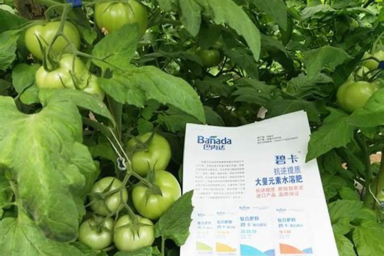 水溶肥使用时注意事项、方法与用量？