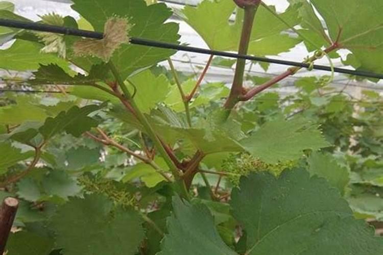 葡萄开花后施什么肥葡萄开花后怎么施肥