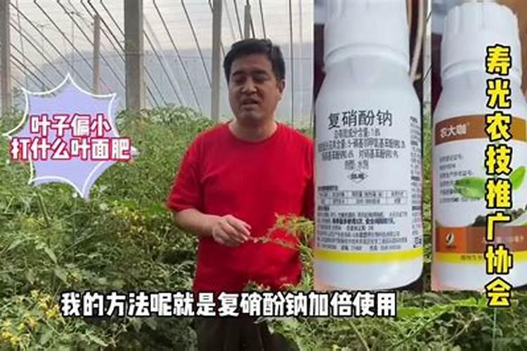 新换盆珍珠梅怎样浇水