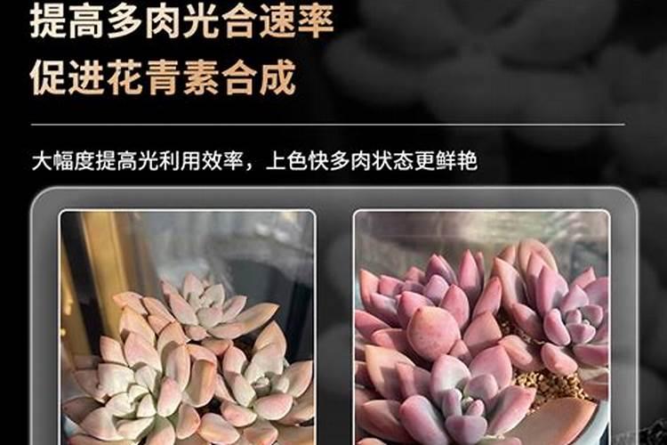 月季花长蚜虫怎么办