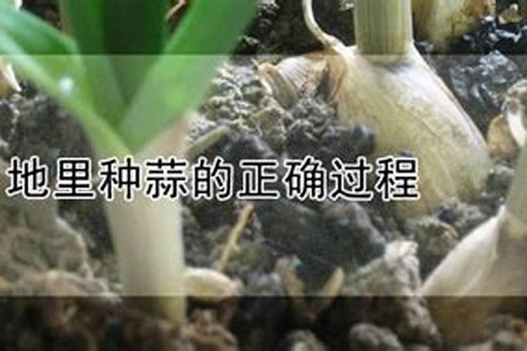 室内用土种蒜苗土里需要上肥料吗