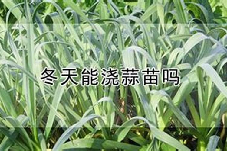 没有发芽的大蒜,怎么种成蒜苗？