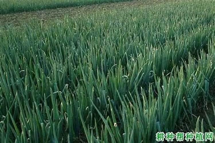 大葱高产怎么平衡施肥