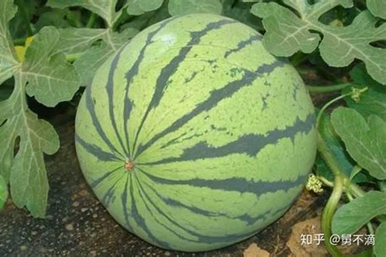 种植西瓜用什么肥料最佳？不同生长阶段,巧施肥料