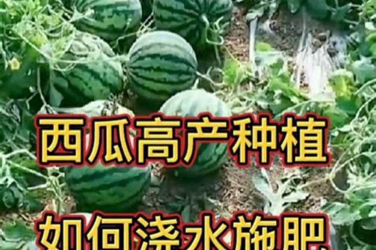西瓜大又甜用什么肥料最好