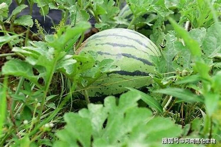 西瓜施什么肥料最甜