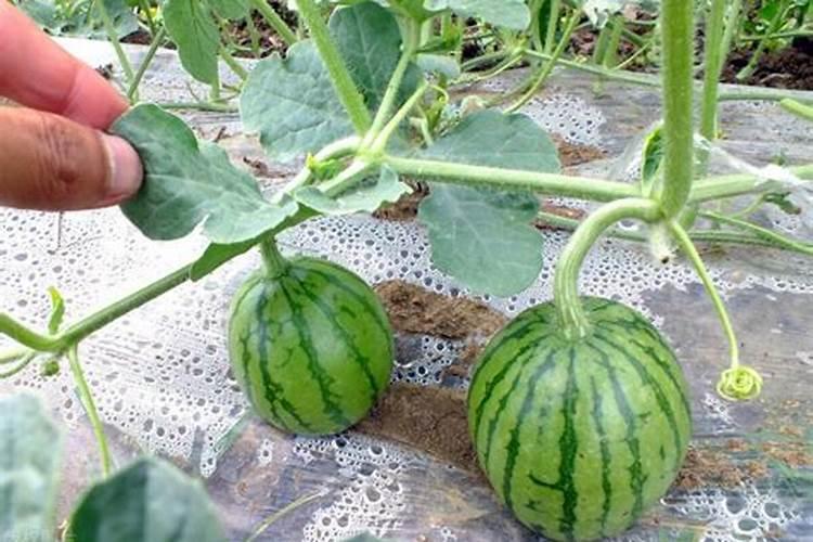 种植西瓜用什么肥料最佳