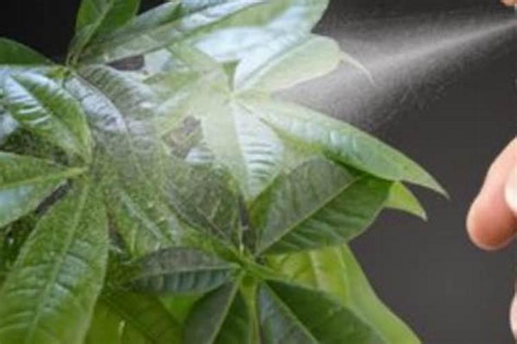 核桃树施肥多了,树叶焦了怎么办？