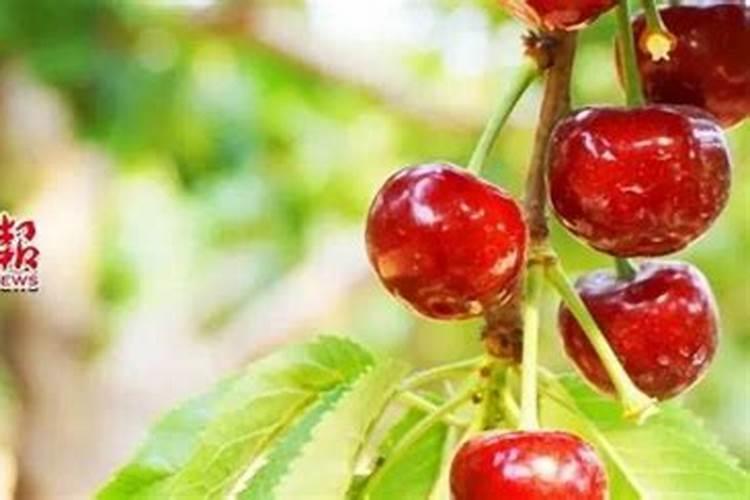 中草药种植怎么施有机肥料