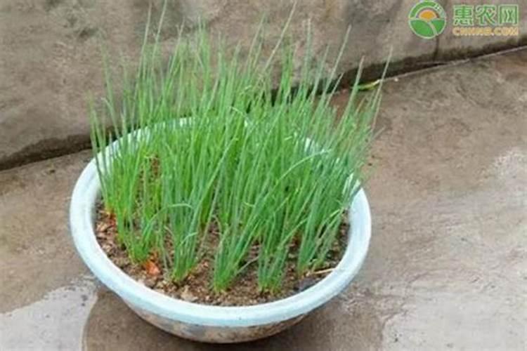 种大葱用什么肥料好