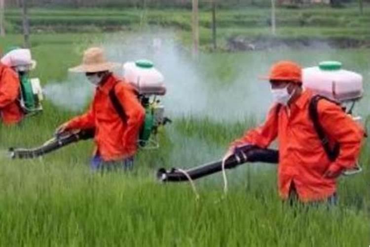 吊兰怎么施肥,吊兰施什么肥料长得好