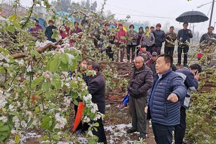果树靠什么来抵制严寒,防冻剂的机理作用是什么。