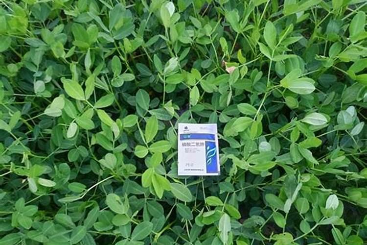 花生追肥用什么肥料最好
