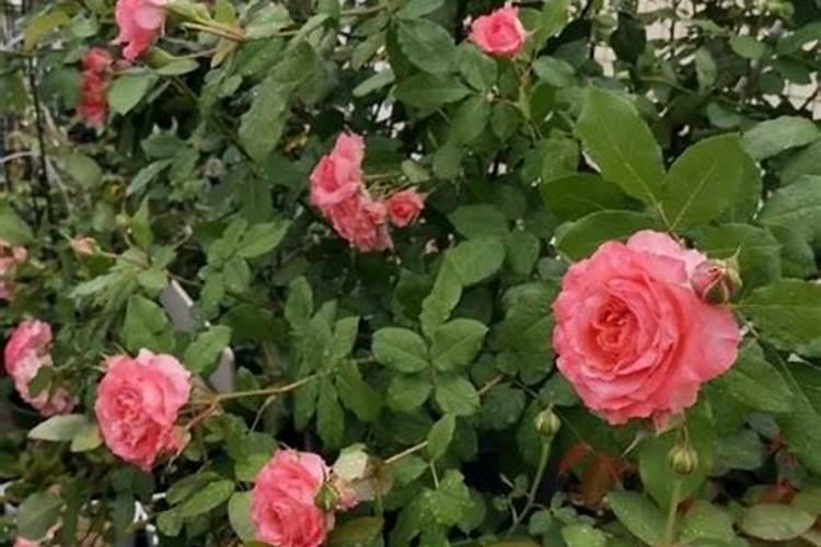 月季花施肥方法怎样给月季花施肥