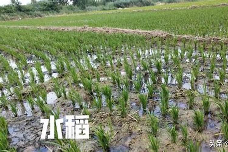 硼肥不能和什么混用