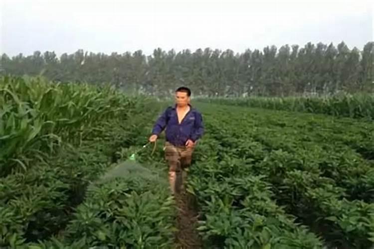 钾肥能和农药一起使用吗