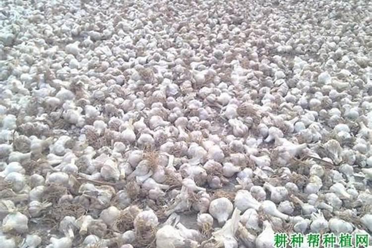 葡萄幼苗喷硼肥有什么作用