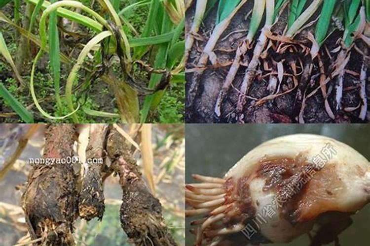 盆栽花卉到底用什么肥最好 大蒜追肥用什么肥最好