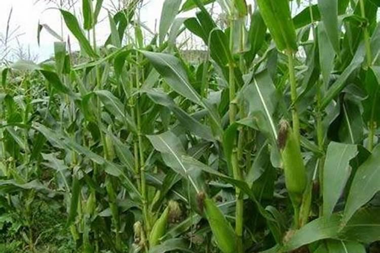种植玉米,要什么时候打叶面肥合适