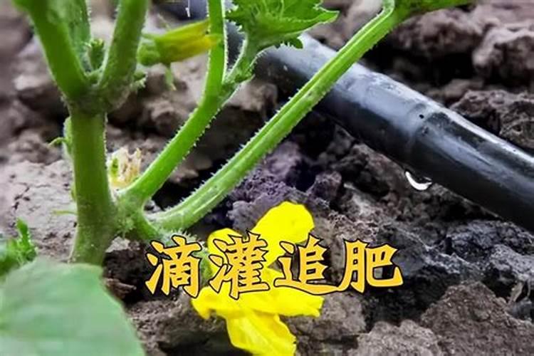 水溶肥和复合肥有什么区别