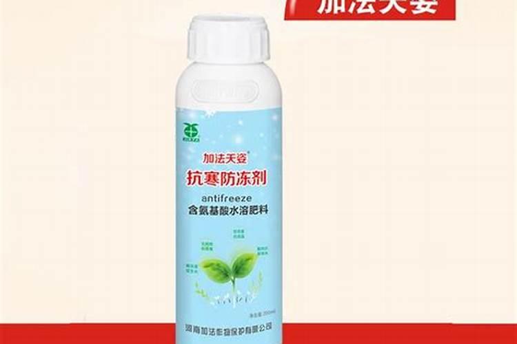 银杏叶子能泡水喝吗