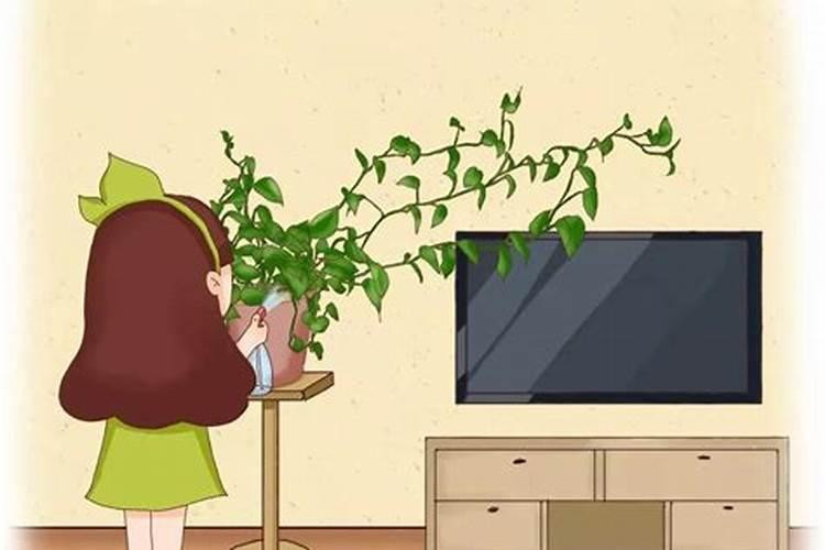 银杏叶片的功效与作用