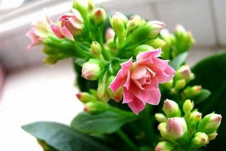 长寿花有花蕾不开花是什么原因呢