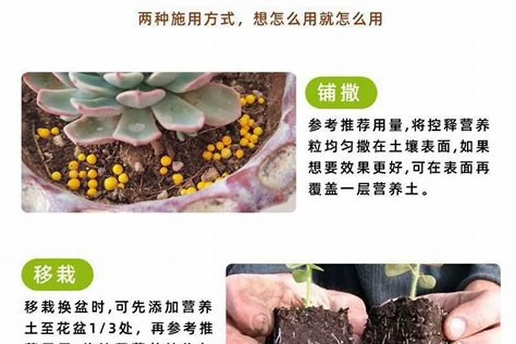 多肉营养土和多肉椰棕的区别
