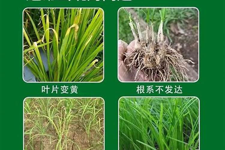 金大棒玉米叶面肥效果怎么样
