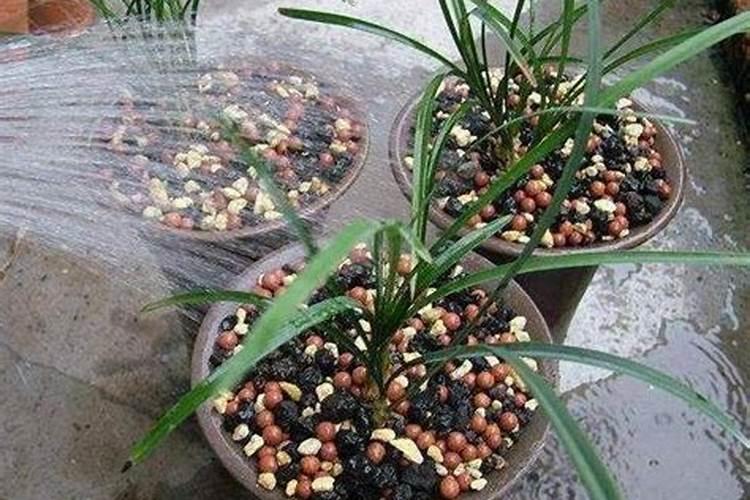 辣椒施肥施什么肥料最好