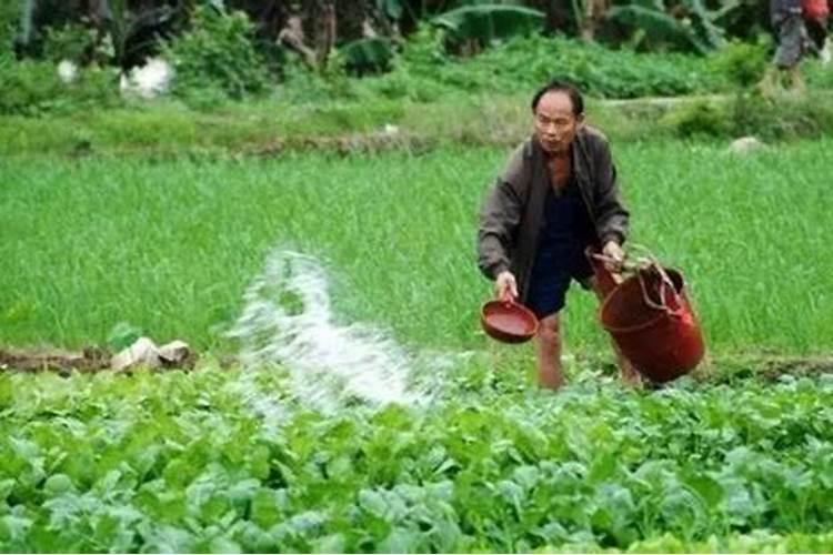 草莓的生长习性
