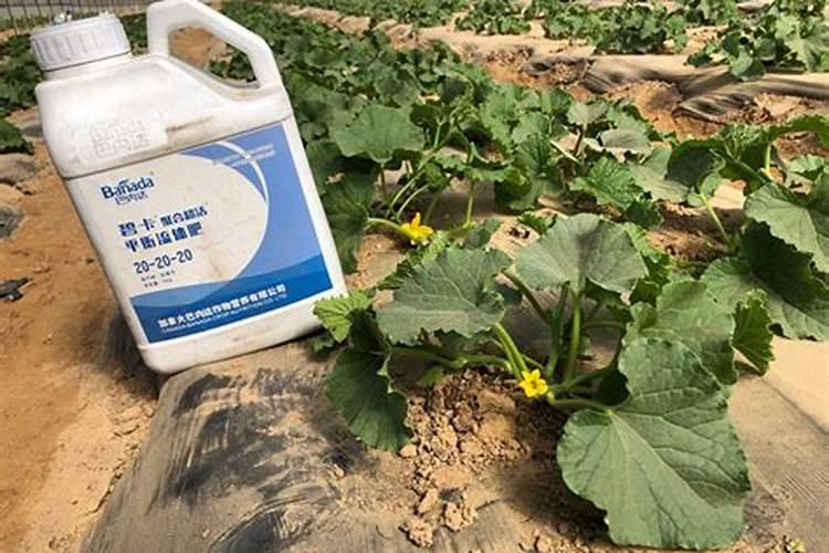 我想在露地点甜瓜不施底肥把籽发芽后点在地膜中以后冲施喷施可以吗？
