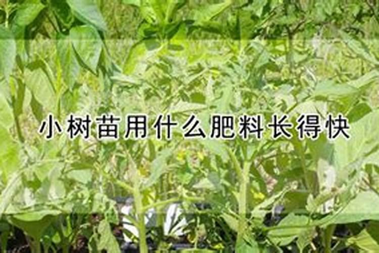 百合浇什么肥最好