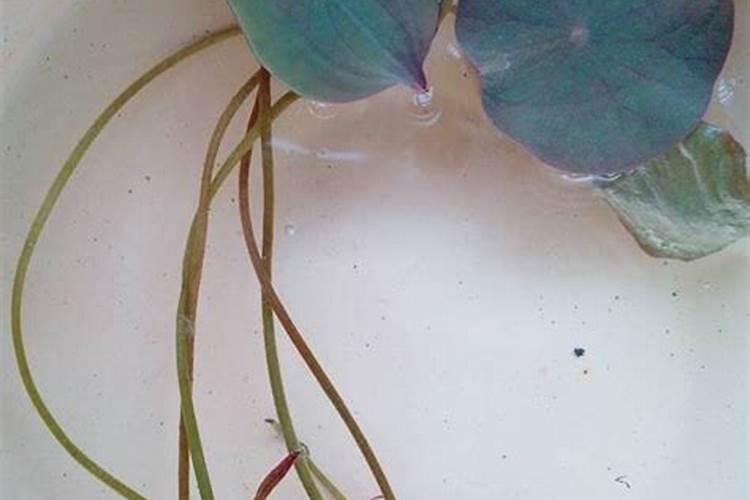 碗莲和荷花长几个叶子才长花茎？