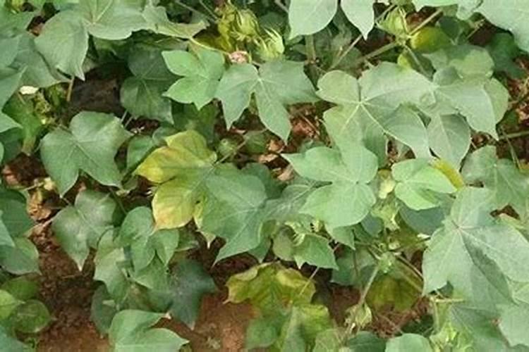 茄子施什么肥最好