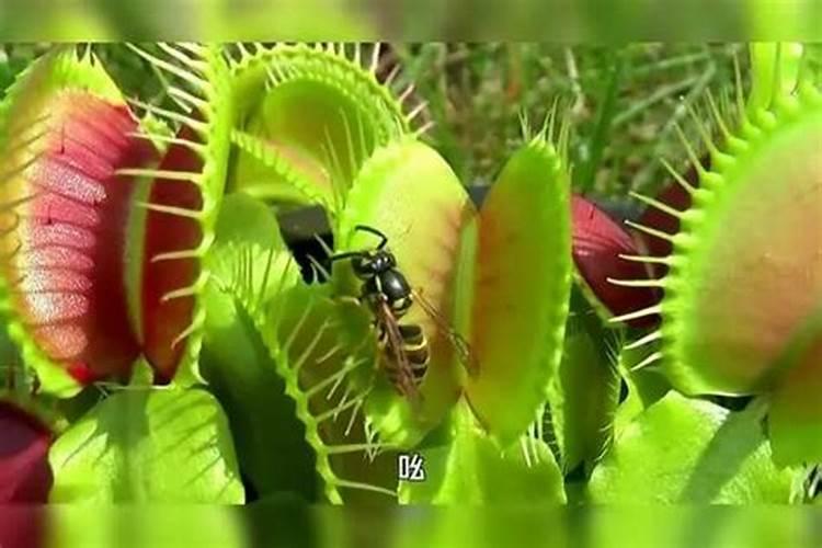 捕蝇草怎么种捕蝇草如何种