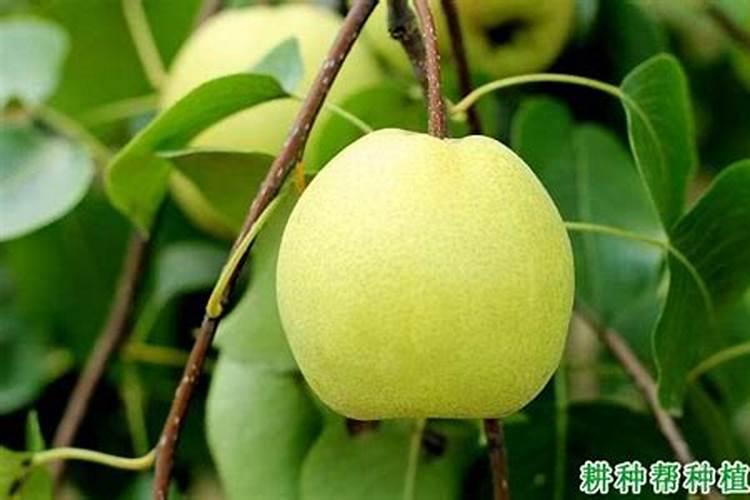 龙眼炭疽病的防治方法有哪些？