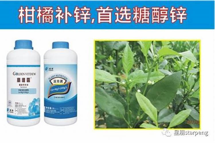 有什么办法可以让柑桔树新梢叶子快速转绿