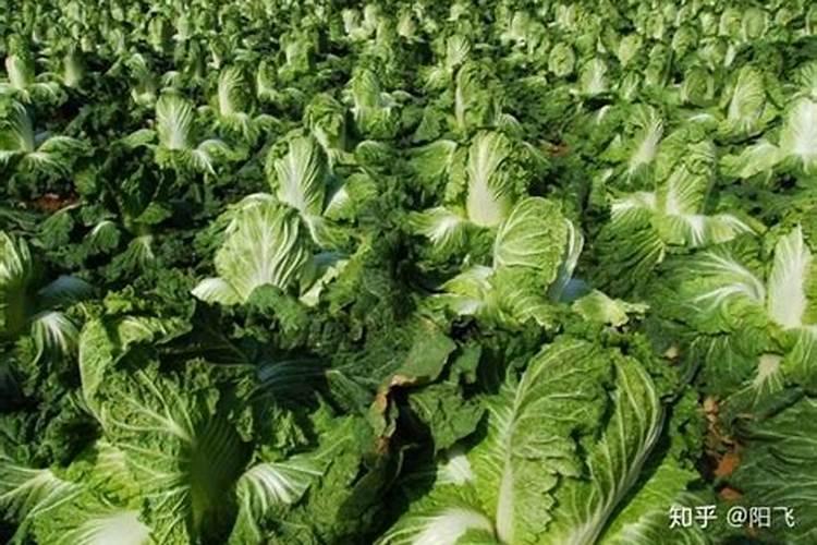 大白菜可以追尿素吗 大白菜高温干旱的防止措施有哪些